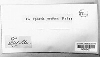 Massaria anomia image